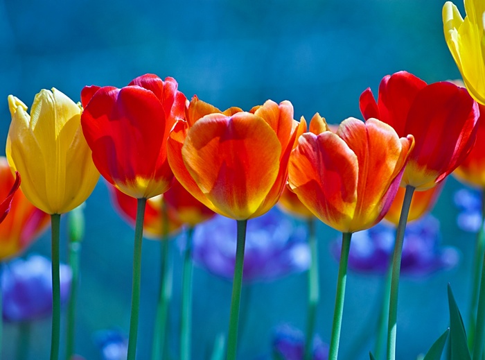 Tulips, Colorful