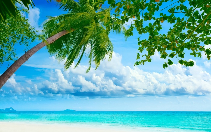 Tropical beach with palm trees and turquoise ocean
