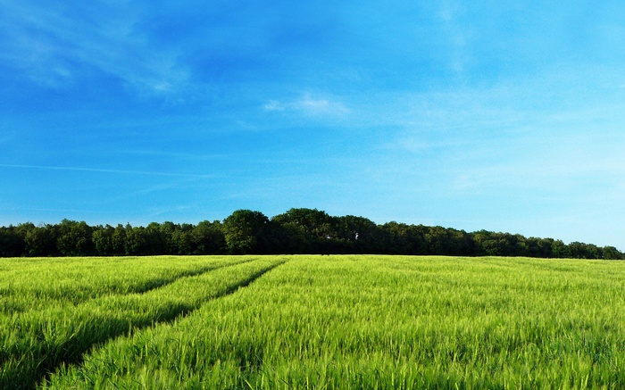 Green field with tire tracks under a blue sky