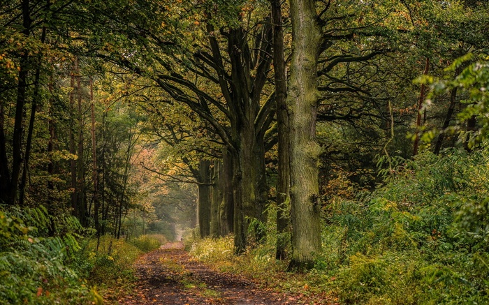 A dirt path winds through a forest with tall trees