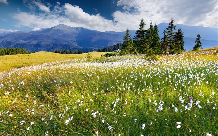 Meadow with white flowers and mountains
