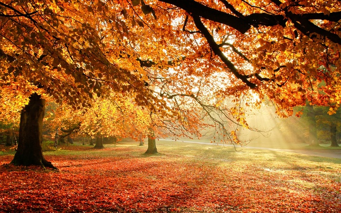 Sunlight filtering through autumn trees onto a leaf-covered ground
