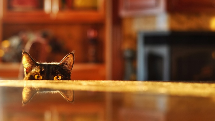Black cat peeking over a reflective surface