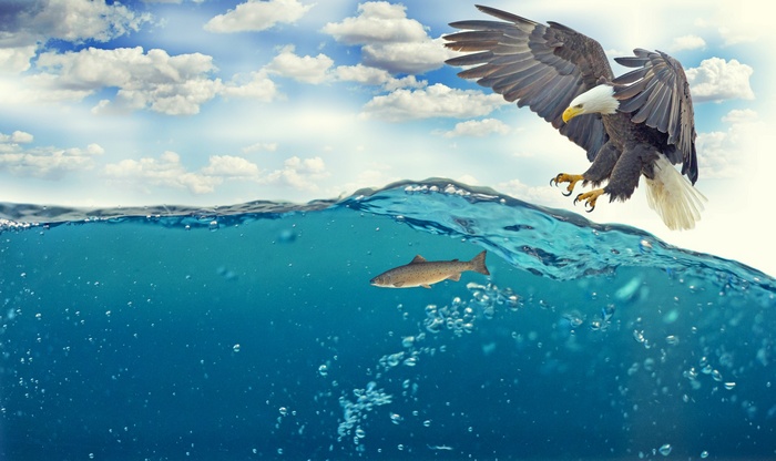Eagle hunting fish in the sea 4K
