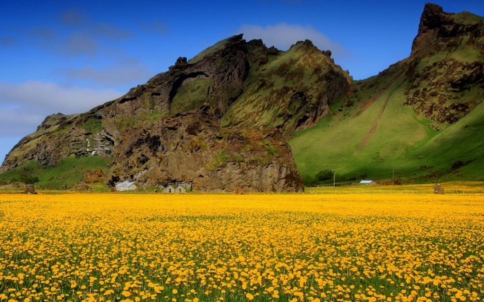 Field of yellow flowers with mountains and houses