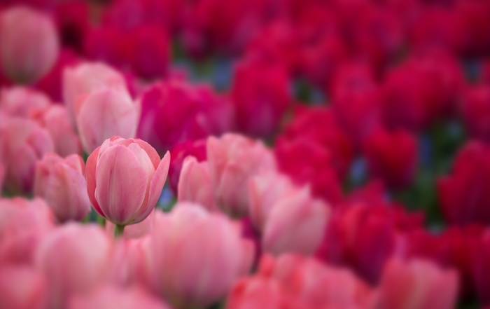 Pink and red tulips in a garden