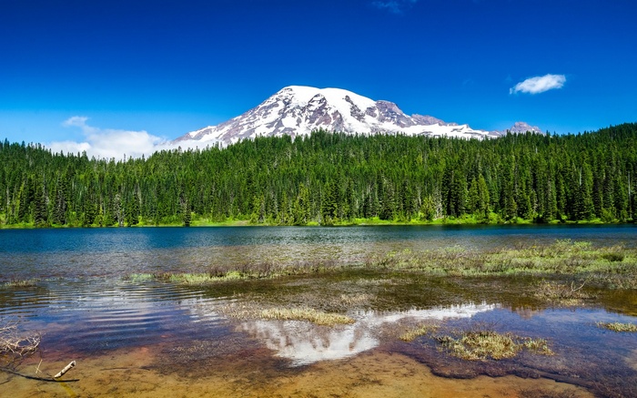 Mount Rainier reflected in a lake with evergreen forest
