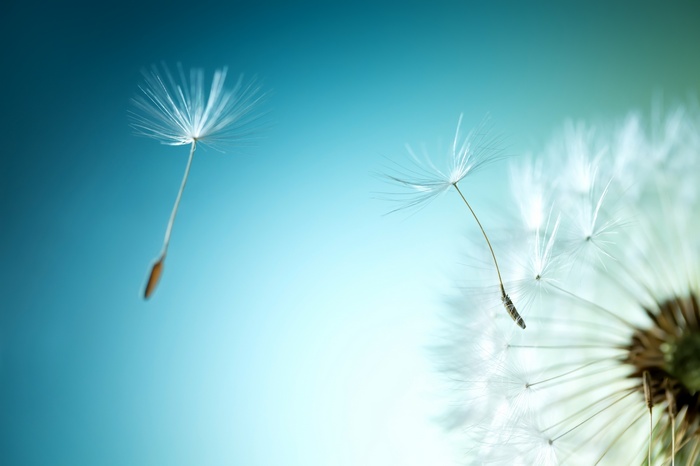 Dandelion seeds floating against a blue background