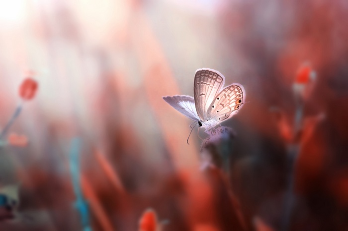 Butterfly on a flower