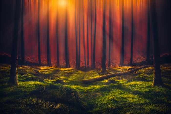 Forest with sunbeams