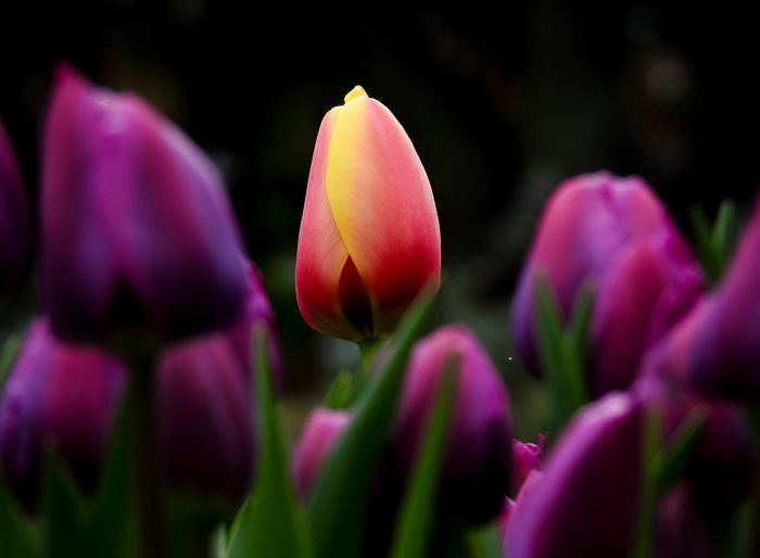 Red and yellow tulip among purple tulips