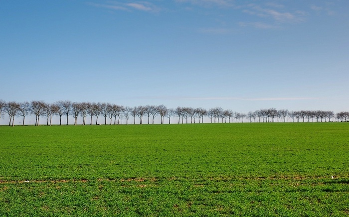 A row of bare trees on a green field under a blue sky