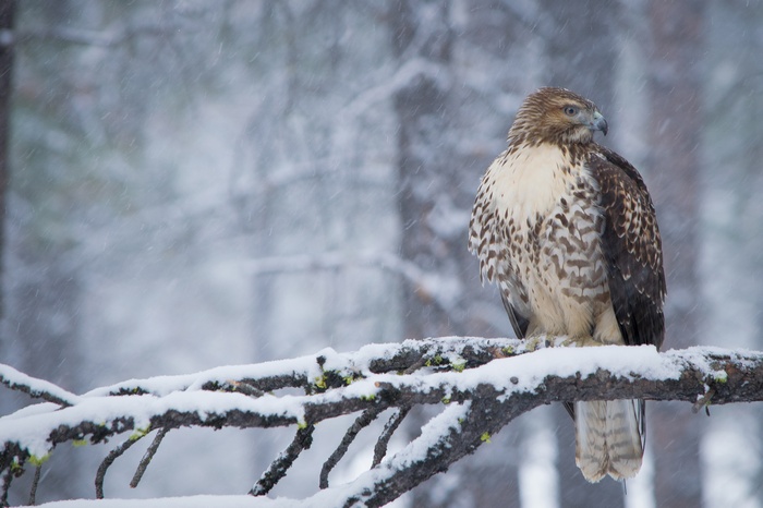 4K Red-tailed hawk in snow