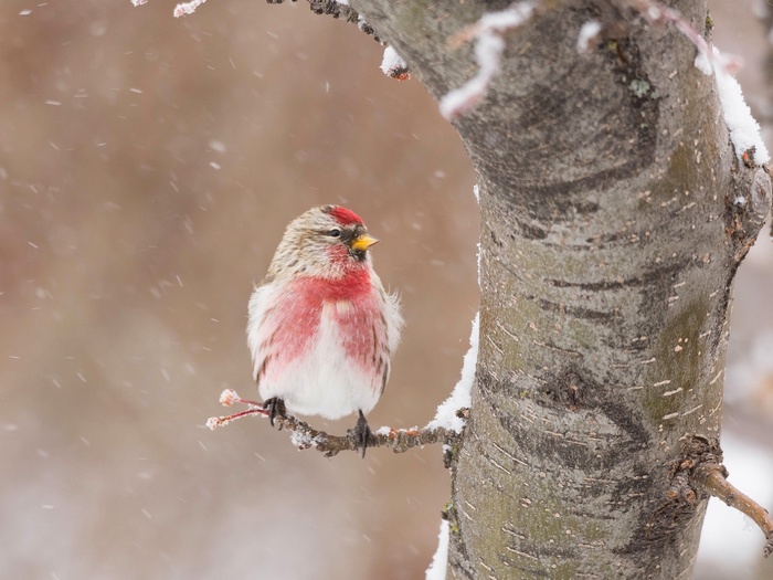 A small bird with red markings sits on a snowy branch during snowfall