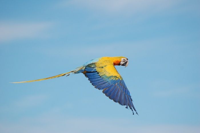 Blue-and-yellow macaw in flight