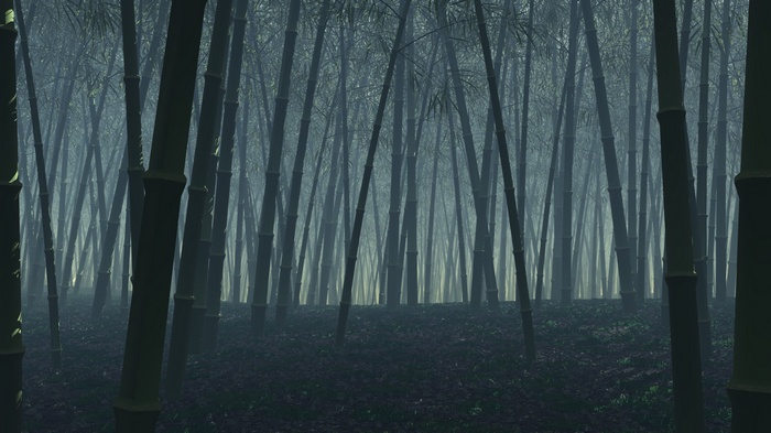 Misty bamboo forest with sunlight filtering through