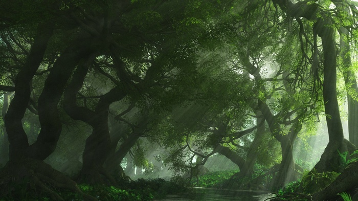 Sunlight filtering through a dense, green forest with a river