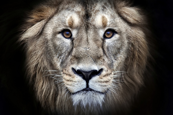 4K Lion Portrait