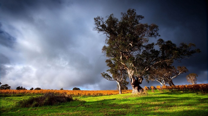 Trees in a field under a stormy sky
