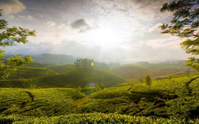 Tea gardens on rolling hills in Munnar