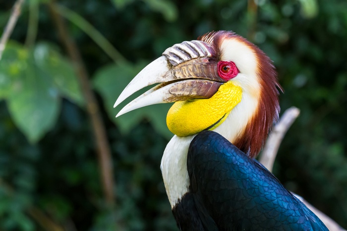 Wreathed hornbill bird with large beak