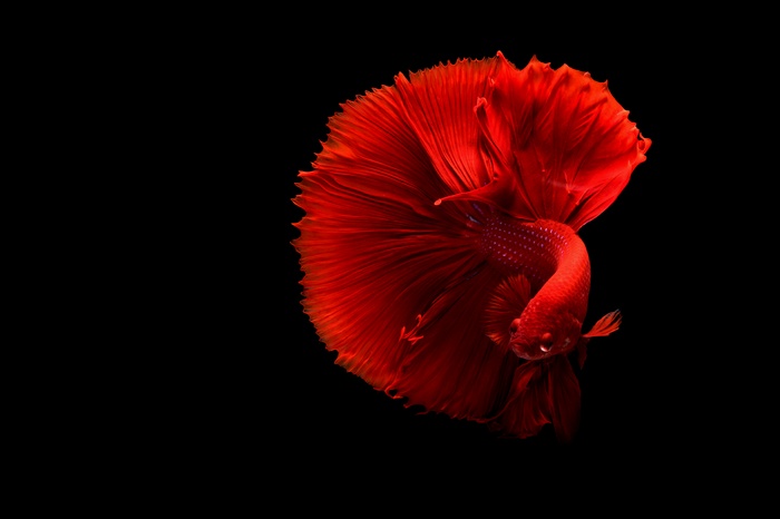Red Betta Fish Underwater
