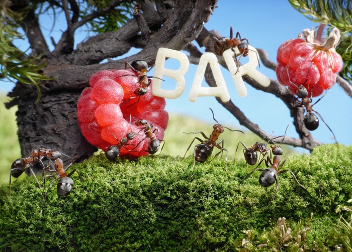 Ants carrying letters spelling BAR near raspberries
