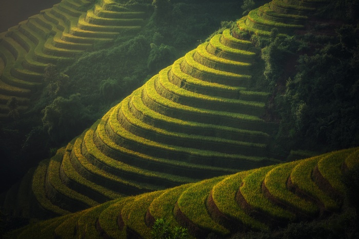Terraced Rice Fields in a Mountainous Region