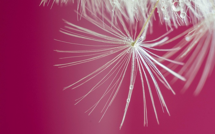 Macro shot of dandelion seeds with water droplets