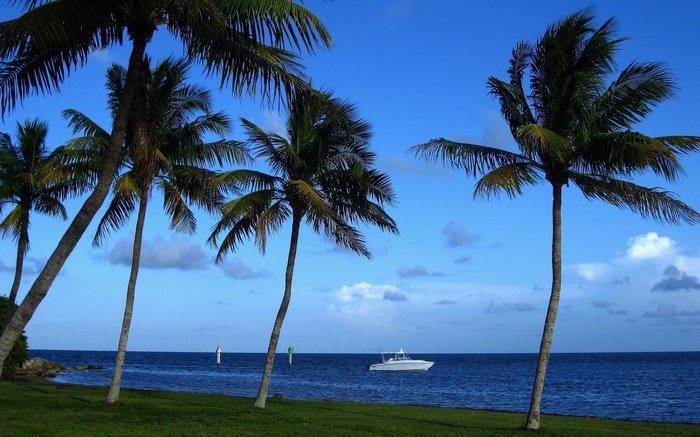Palm trees and a boat on the ocean