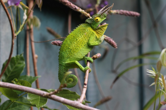 Green Chameleon with Horns on a Branch