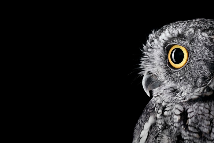 Close-up of an owl's face