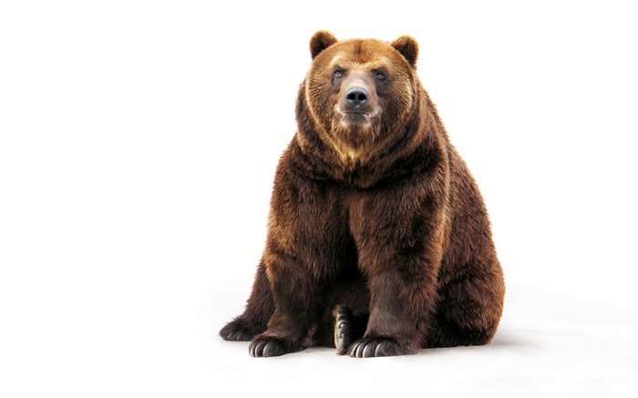Brown bear sitting on white background