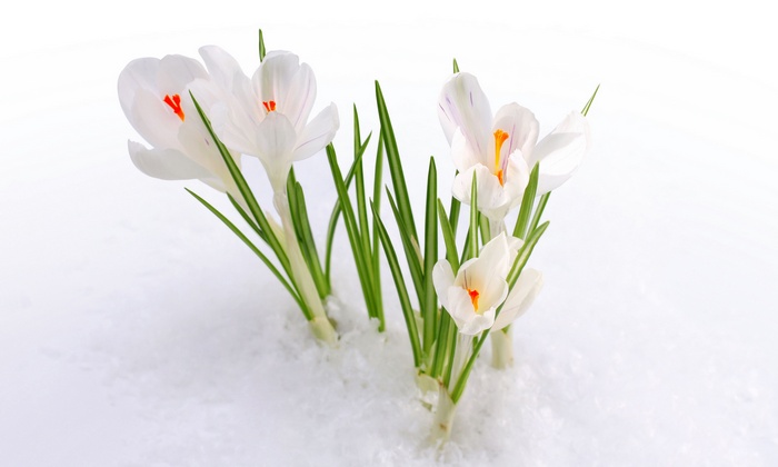 White Crocus Flowers Blooming in Snow 4K