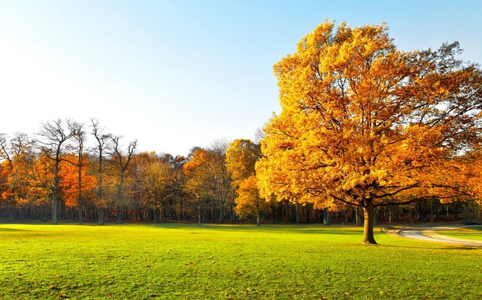 Autumn park with a large tree and a path