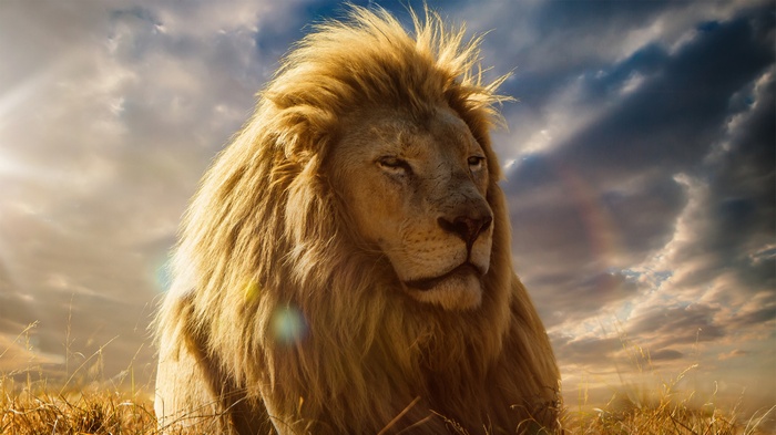 Lion King, 4K