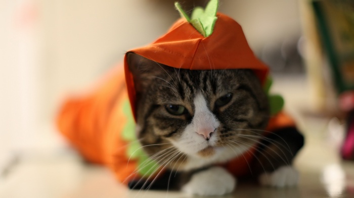 Cat wearing a pumpkin costume