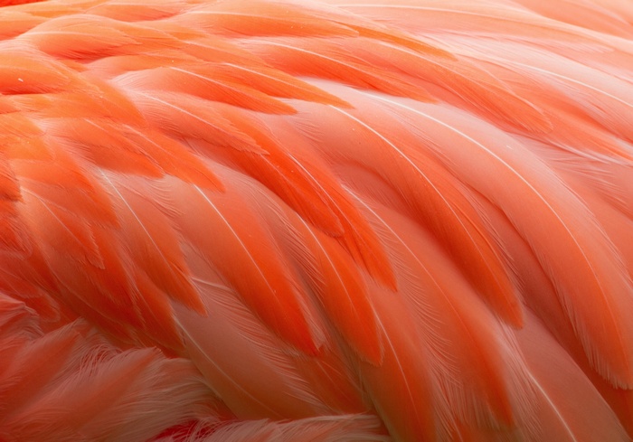 4K, Flamingo, Feathers
