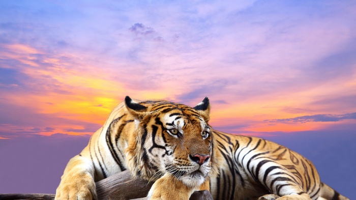 Tiger resting against a log during sunset