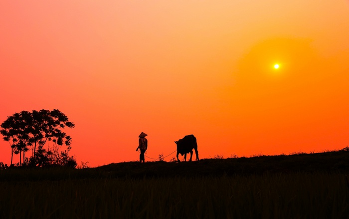 Silhouette of a farmer and cow at sunset