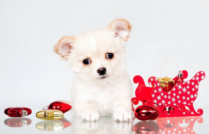 Chihuahua puppy with Christmas decorations