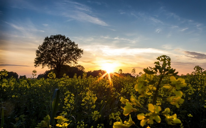Sunset over a field of yellow flowers with a tree