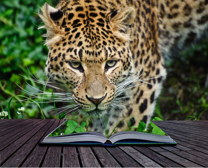 Leopard emerging from an open book