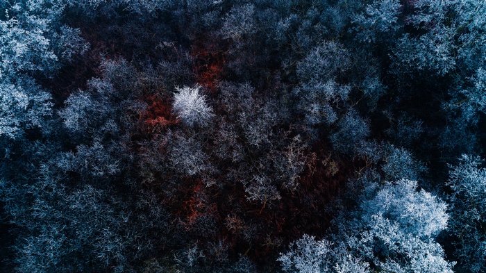 4K Frozen Forest Aerial View