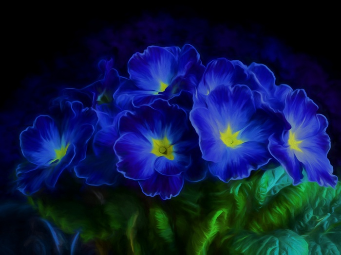 Primrose Blue flowers, 4K