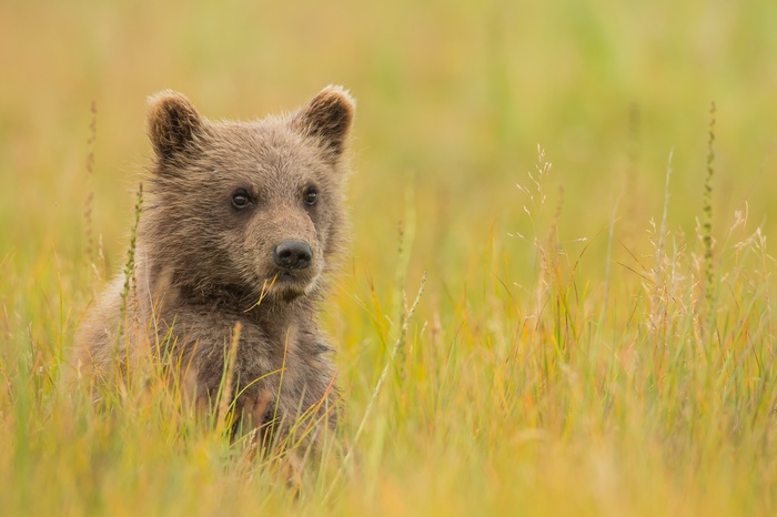 A young brown bear cub sits in tall grass