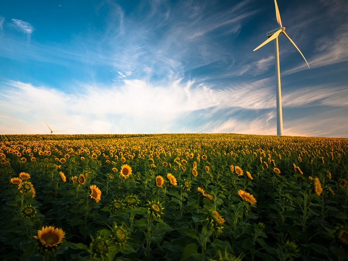 Sunflower field with wind turbines under blue sky