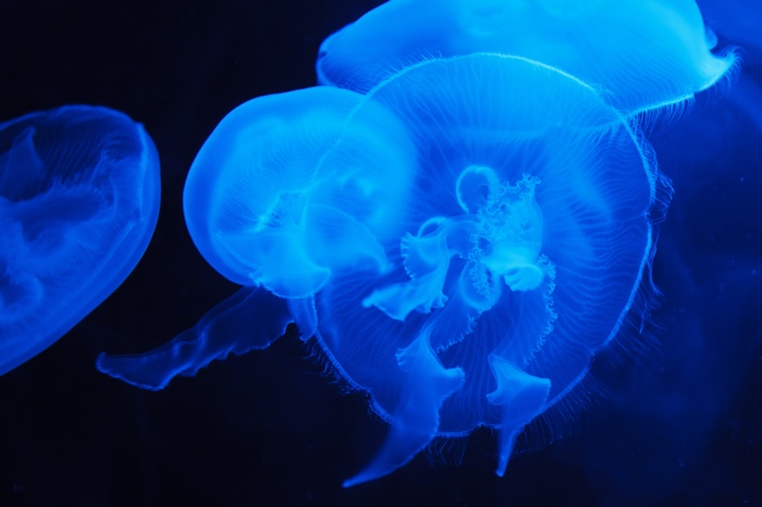 Blue jellyfish underwater