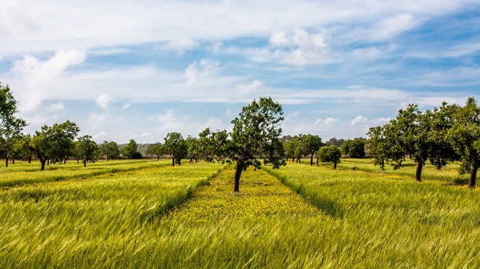 A field of green grass and trees under a blue sky