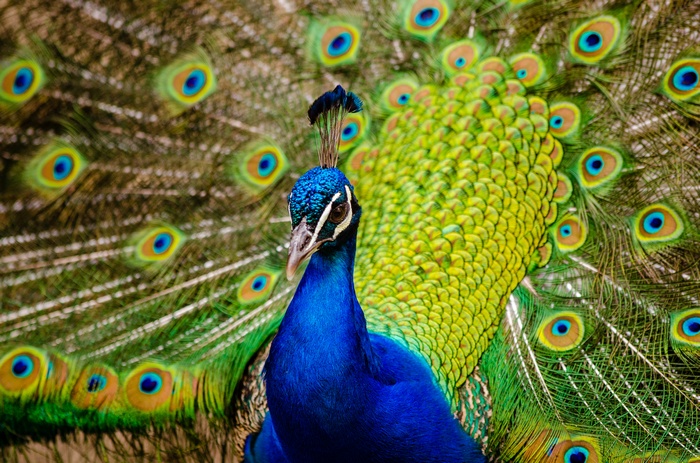 Indian peacock displaying its tail feathers